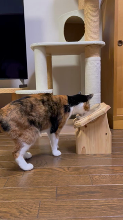 犬猫の食事の姿勢は大事の記事動画