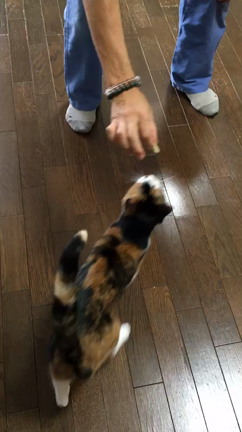 動物に怒って言うことを聞かせようとするしつけの記事動画