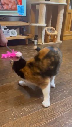 犬猫の筋トレは飼主がの記事動画