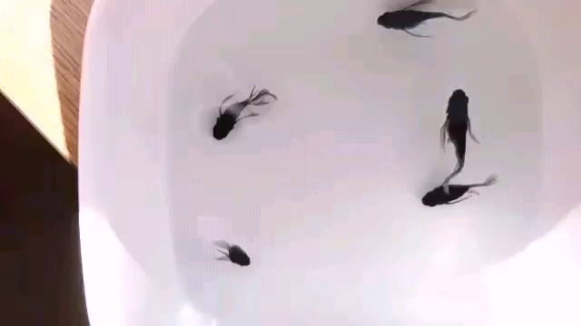 松井ヒレ長のダルマの記事動画