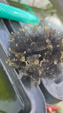 産卵数と凄い卵の量の記事動画