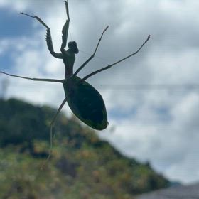 虫の知らせ　の画像