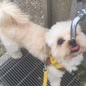 ゴクゴクの画像