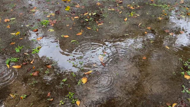 雨の記事動画