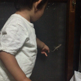 キンモクセイの季節の画像