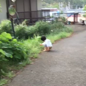 初めての綿毛の画像
