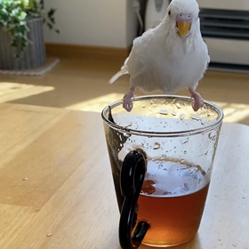 お茶浴びの画像