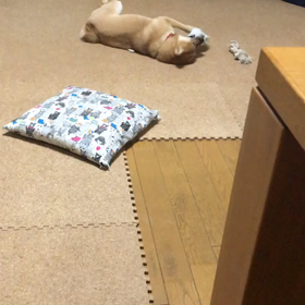 ごめんね、ずっとかまうことはできないのよの画像