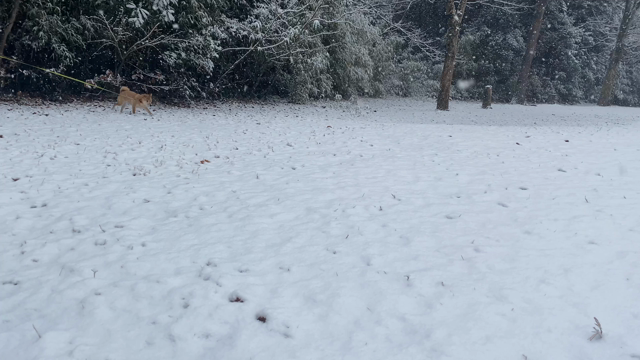 雪の散歩♪の記事動画