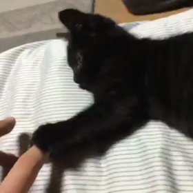 まだ主人しかしらない頃のクロの画像
