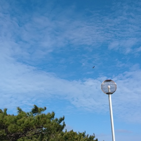 沖縄を離れるまであと59日:大好きな冬の鳥“サシバ”の画像