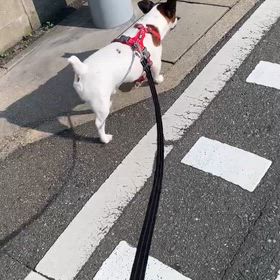 金太郎の散歩の途中での画像