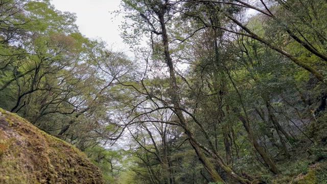 【熊本】緑な熊本が見たくて、春の熊本旅行　～2日目：楽しいたまご屋さんと渓谷～の記事動画