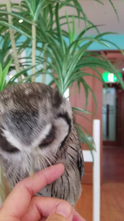 飼える人も飼えない人もの記事動画