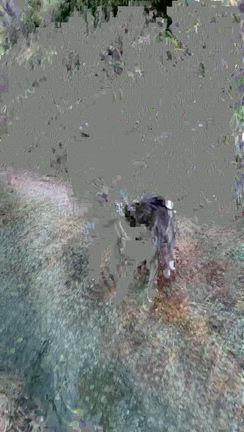 秋田犬♡の記事動画