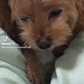 おはようございますの画像
