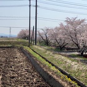 桜満開！の画像