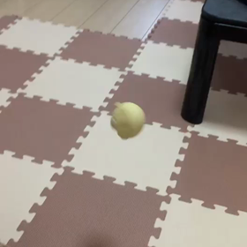 サキの子供です（＾＾）の画像