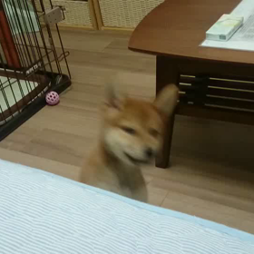 風子です（＾＾）の画像