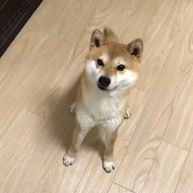 小鉄３歳になりました！の画像