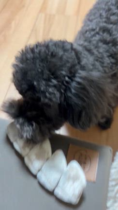 長女の帰省の記事動画