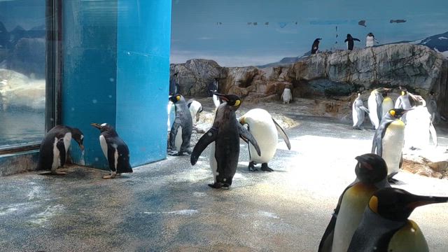 ご先祖様の旅　長崎ペンギン水族館の記事動画