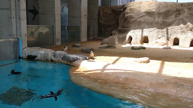 ご先祖様の旅　長崎ペンギン水族館の記事動画