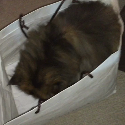 にゃんにゃんにゃんの日の記事動画