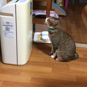 モモちゃん日記の画像