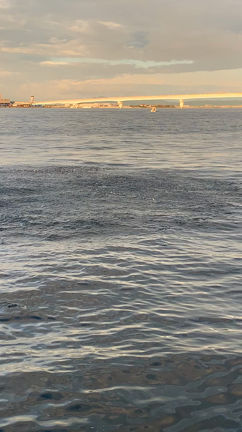 7/31(日)チャーター船(青物)釣果の記事動画