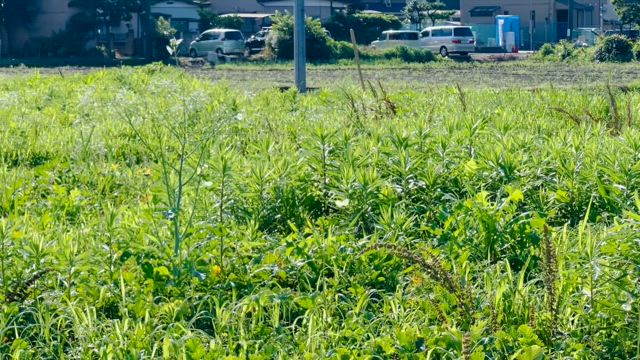 2024/07/03【最近の出来事と魂との対話】の記事動画