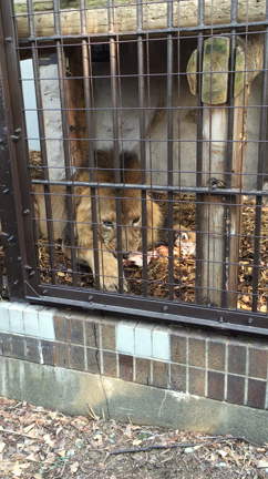 野毛山動物園 〜ラージャーの誕生日〜の記事動画
