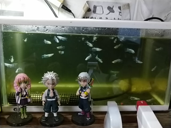 明けましておメダカうございます！の記事動画