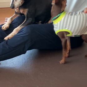 二頭飼い生活の画像
