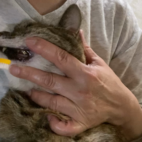 愛猫ショコラに歯磨きする動画（18秒）の画像