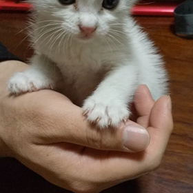 仔猫拾ってしまいましたの画像