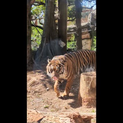 【2026年版】日曜日の混雑状況は？『上野動物園』を楽しく回るコツを教えます！の記事動画