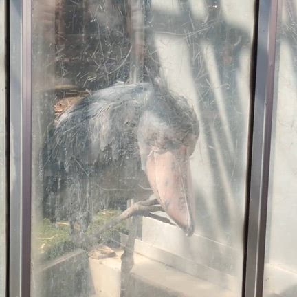 【2026年版】日曜日の混雑状況は？『上野動物園』を楽しく回るコツを教えます！の記事動画