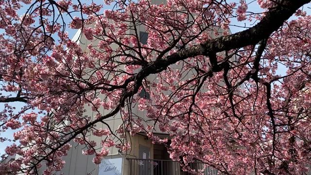 観光@熱海の記事動画