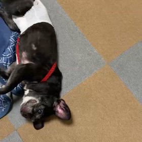 あっぷるの事㉓の画像