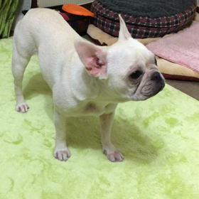 新芸の画像