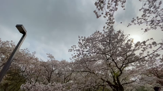 3月30日12わんこと3時間遠足　代々木公園表参道の記事動画