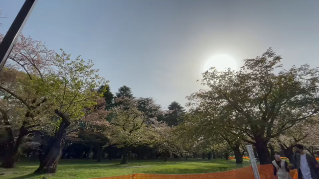 3月31日9わんこと2時間30分遠足　代々木公園表参道の記事動画
