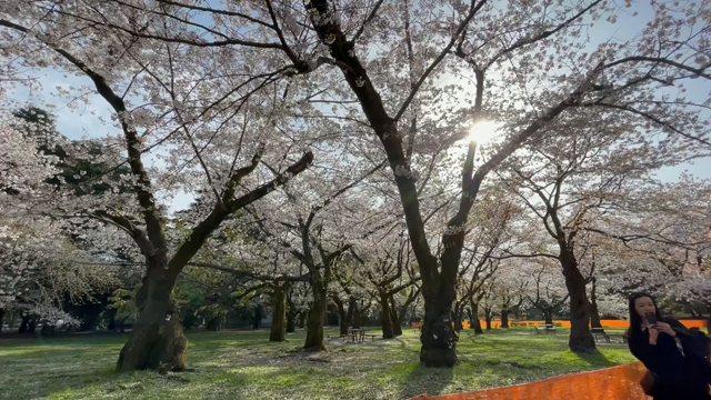 3月29日11わんこと3時間遠足　代々木公園表参道の記事動画