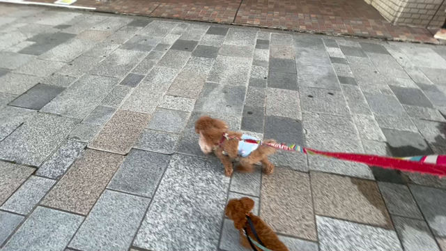 3月29日11わんこと3時間遠足　代々木公園表参道の記事動画