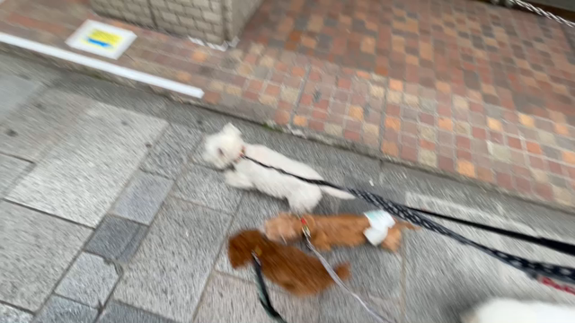 3月30日12わんこと3時間遠足　代々木公園表参道の記事動画