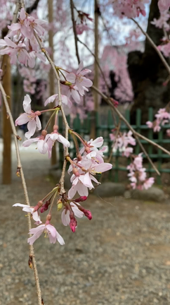 大国魂神社の枝垂れ桜と、スピタイムの記事動画