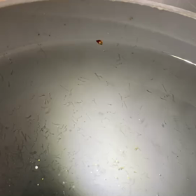 小渋ダムわかさぎ卵放流の画像