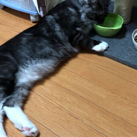 ポッケ水飲み動画の画像