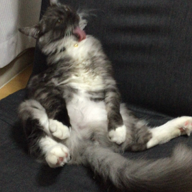 ポッケの画像